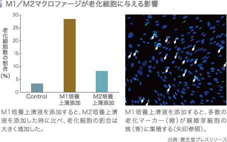 M1/M2マクロファージが廊下細胞に与える影響